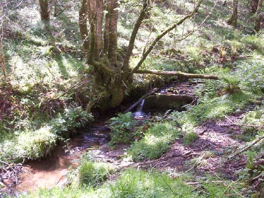 Exmoor Scenery