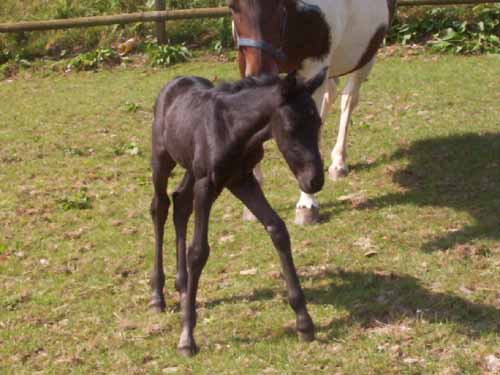 Foal