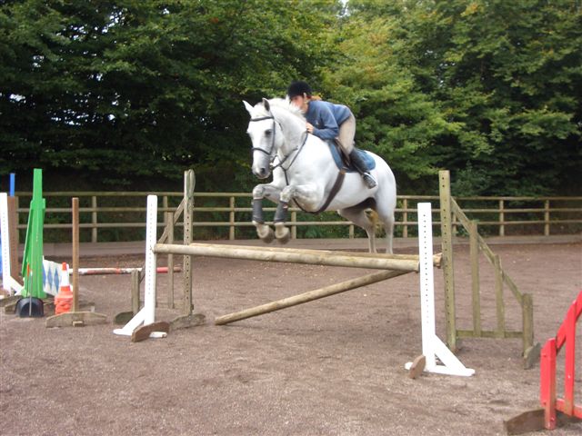 Showjumping
